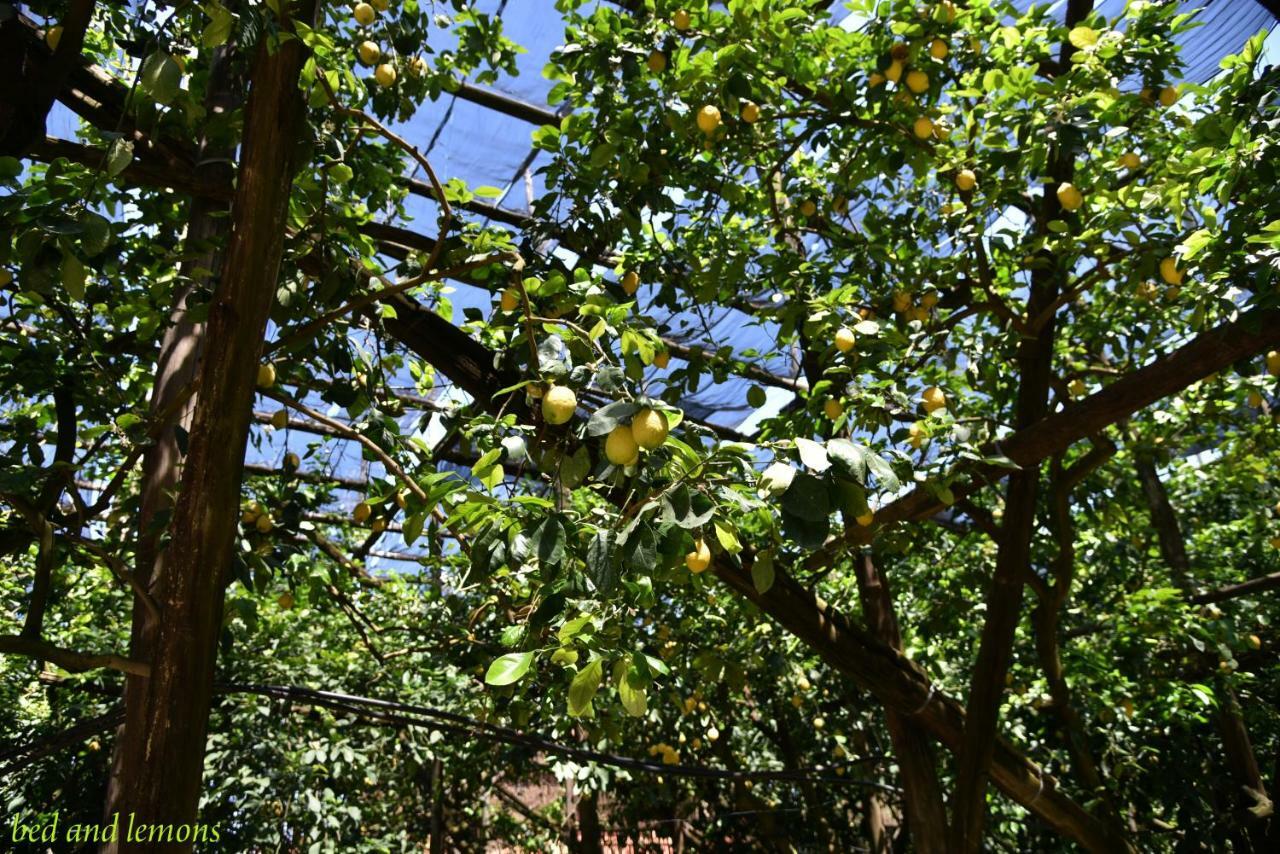 Bed and Breakfast Bed&Lemons à Piano di Sorrento Extérieur photo